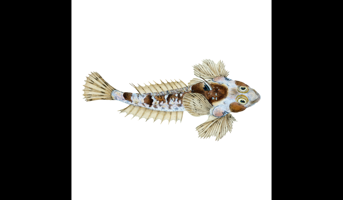 Can Corydoras Live With Goldfish