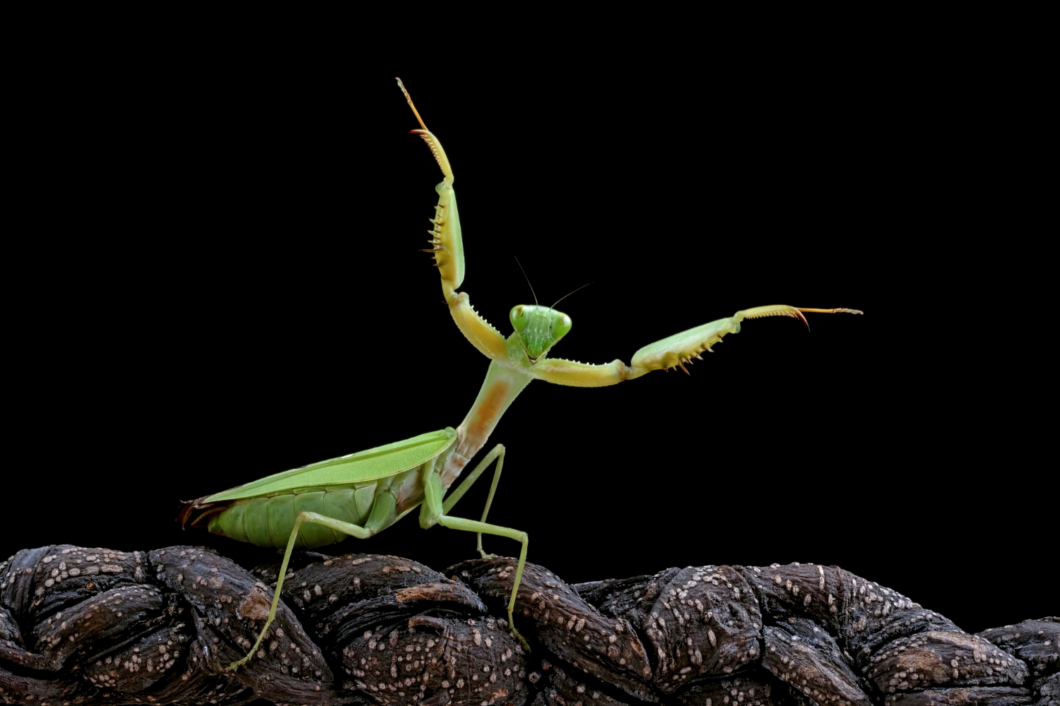 Praying Mantis Eats Goldfish