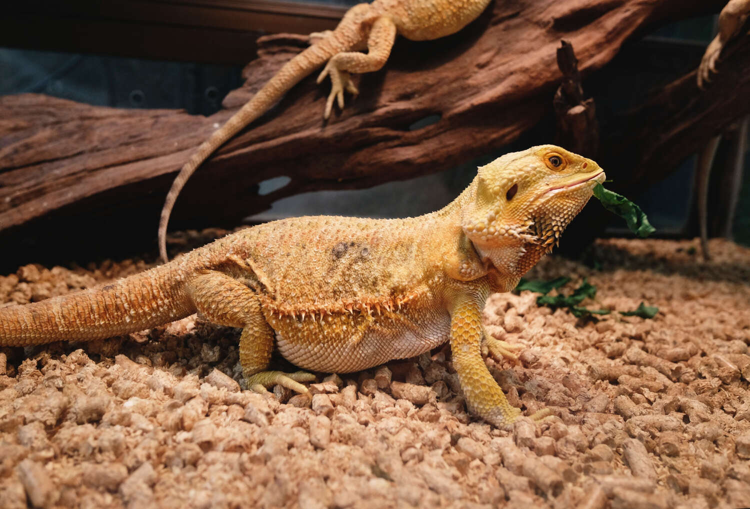 Can Bearded Dragons Eat Goldfish