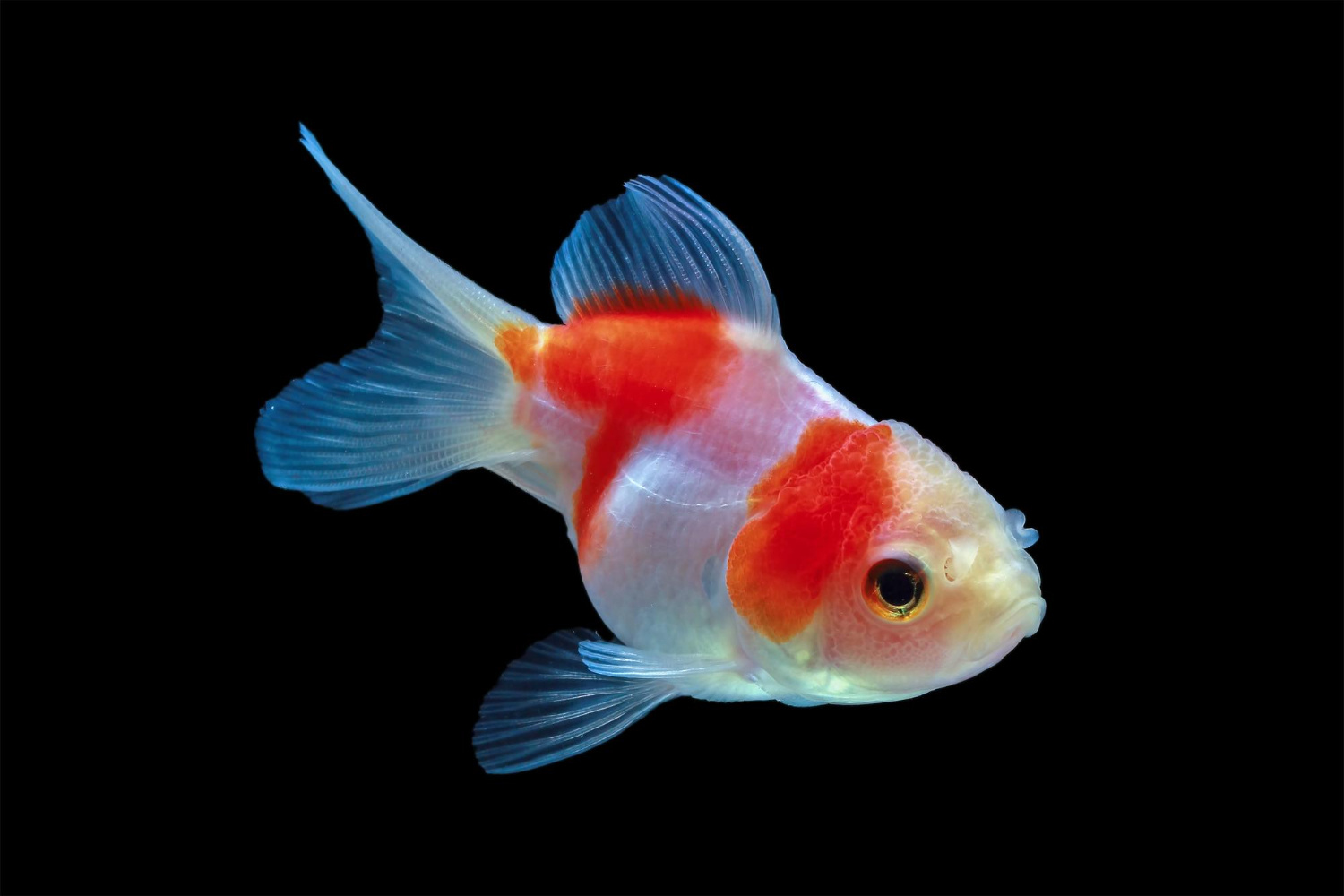 What Is Medicine For Goldfish Cloudy Eyes?