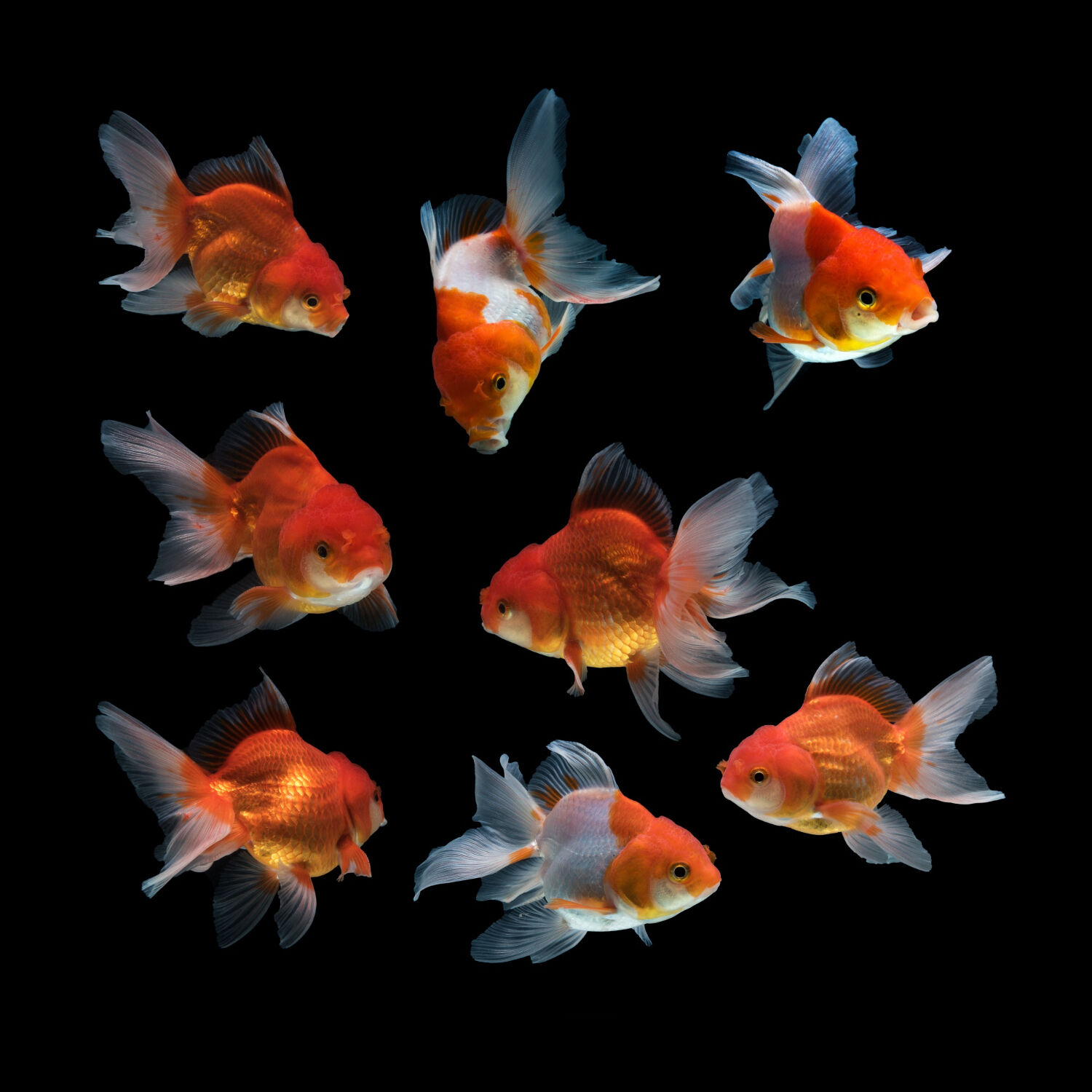 Do Goldfish Eat Their Babies