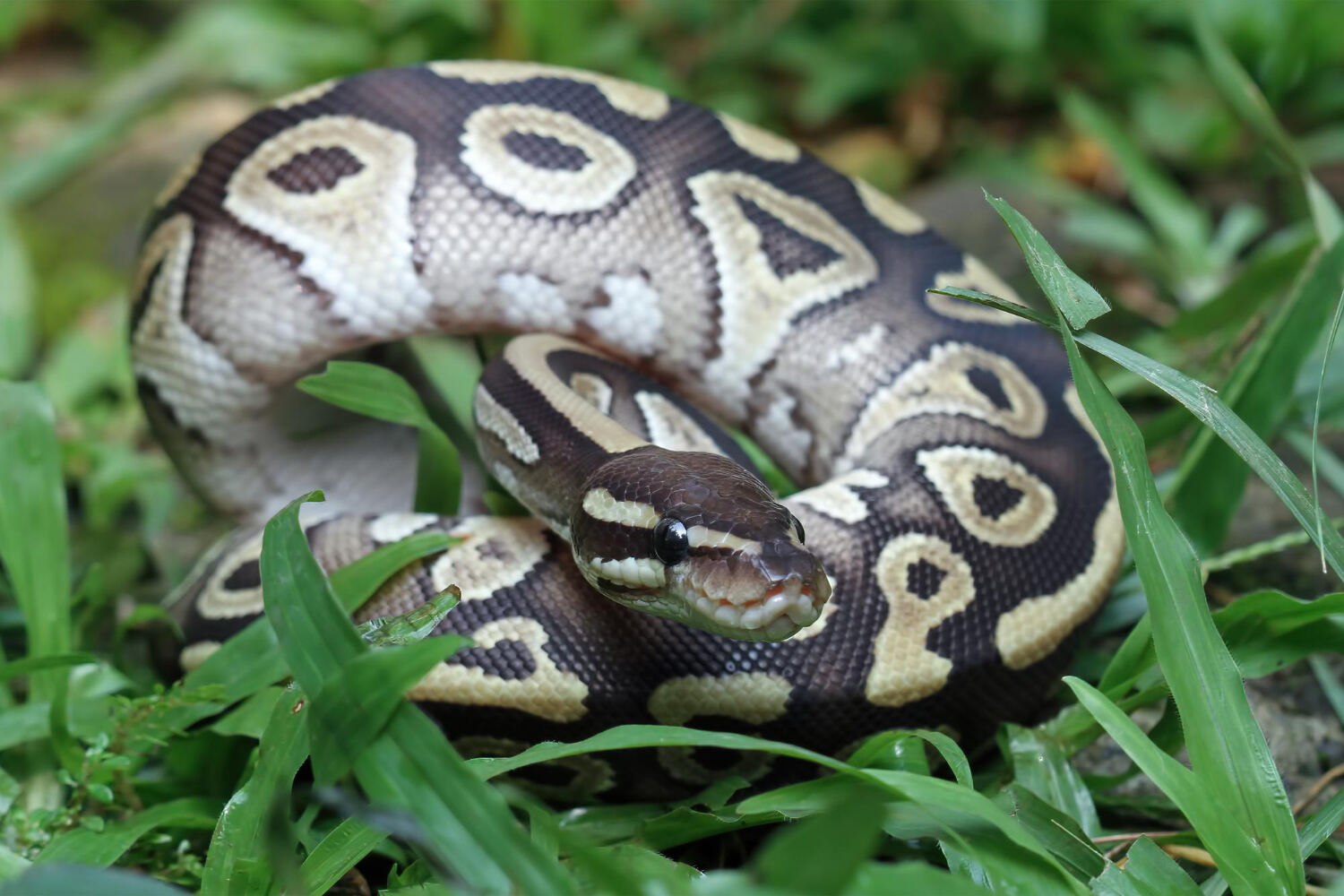 Can Ball Pythons Eat Goldfish