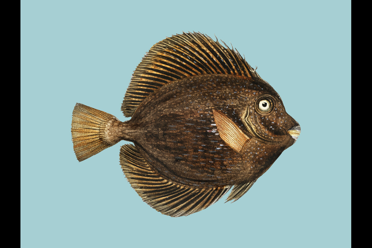 Can Oscars Live With Goldfish