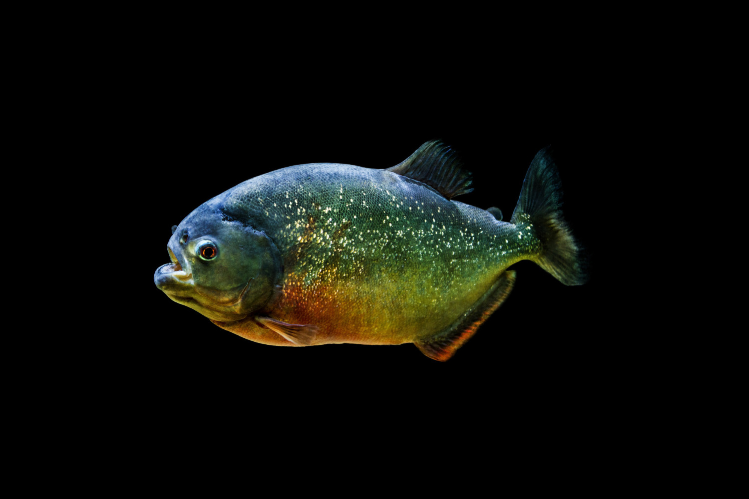 Oscars Fish Eating Goldfish