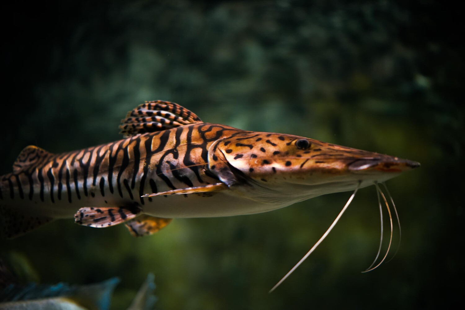 Can Pictus Catfish Live With Goldfish