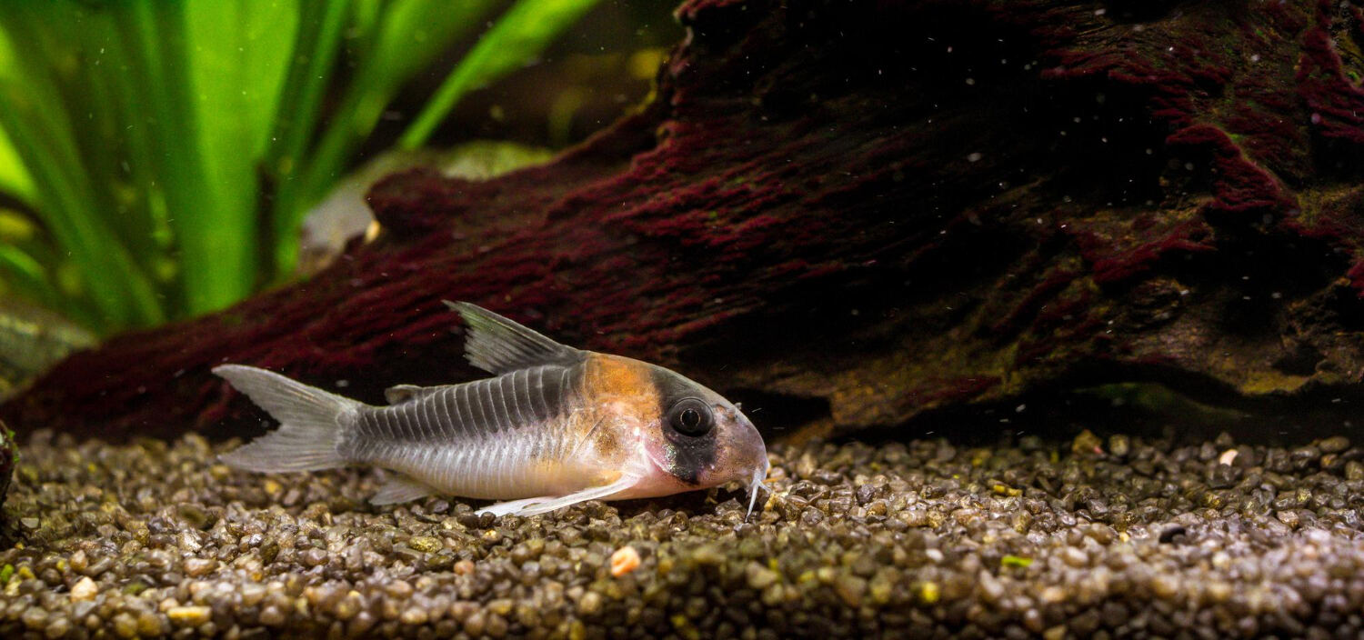 How To Help A Sick Goldfish