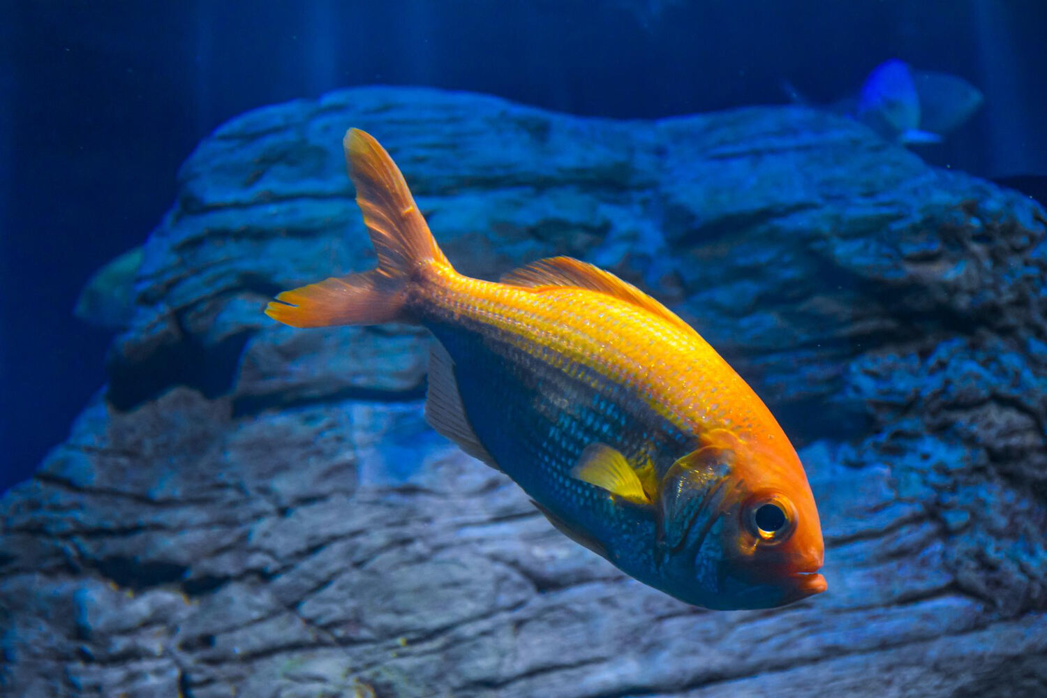 Can Glofish Live With Goldfish