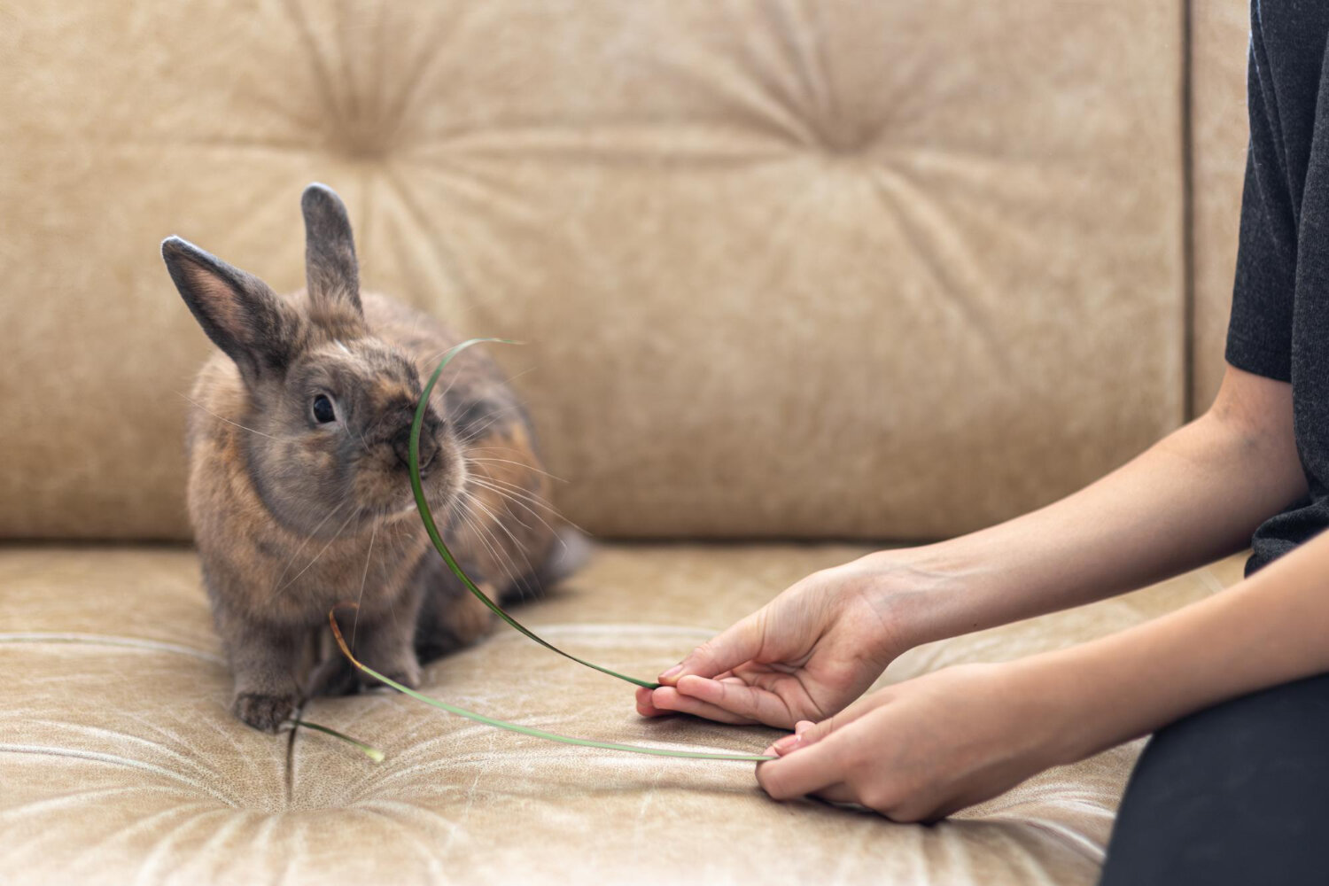 Can Bunnies Eat Goldfish