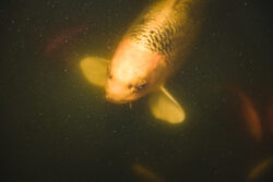 What Happens If A Goldfish Is Kept In The Dark