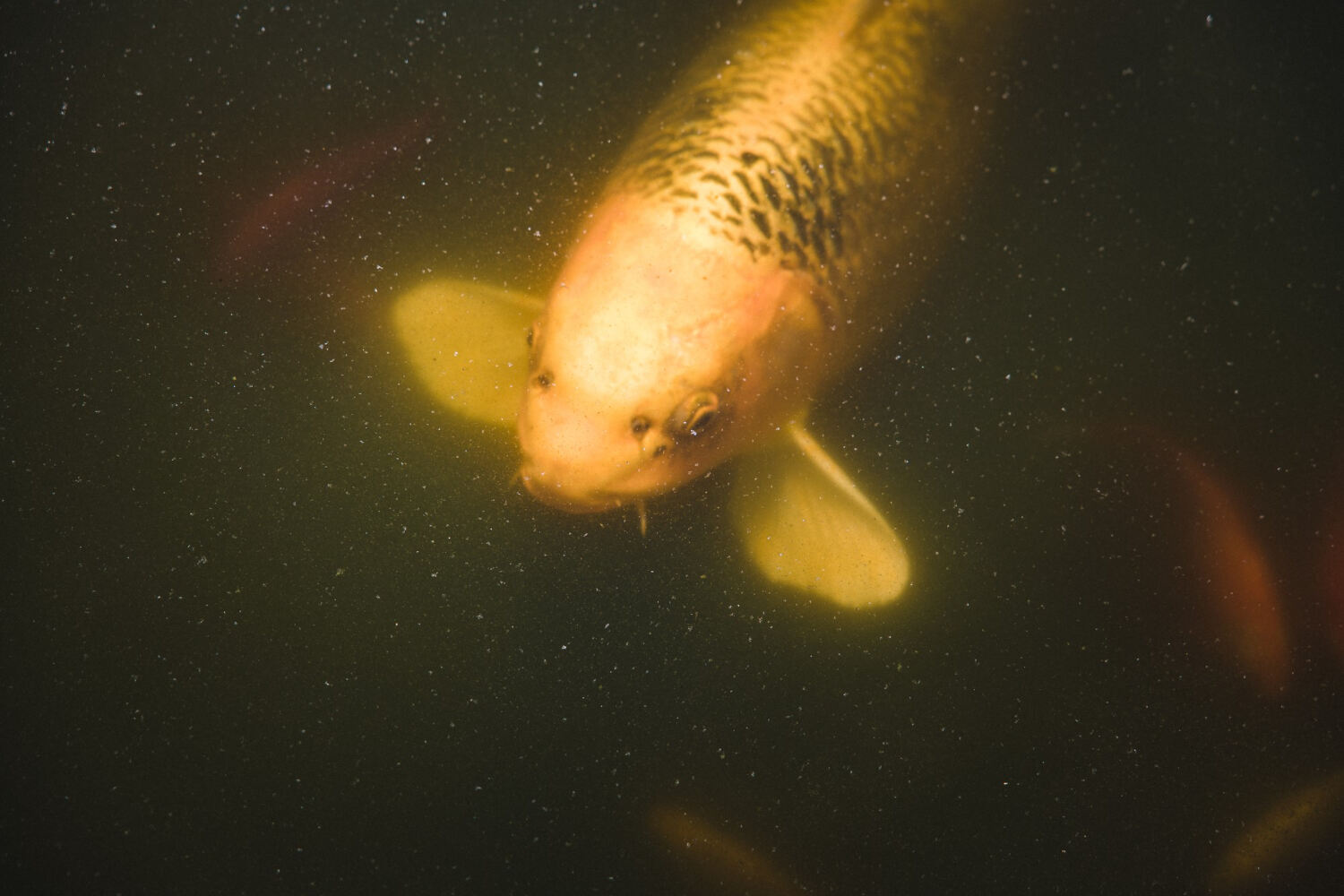 What Happens If A Goldfish Is Kept In The Dark