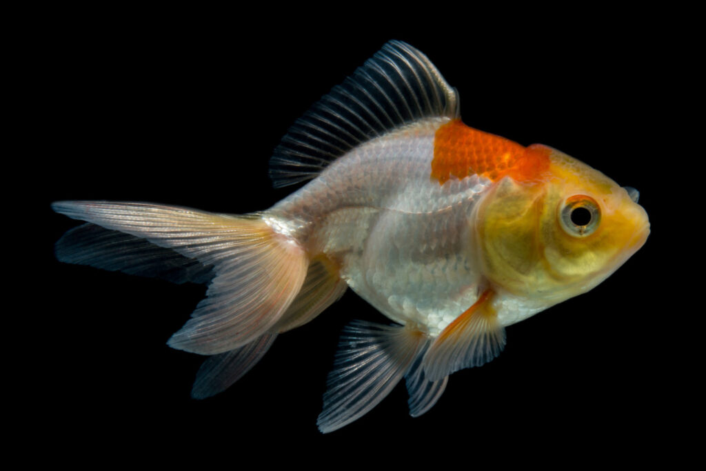 Picture Idea: Goldfish Fin Regrowth Causes Care Recovery Guide
