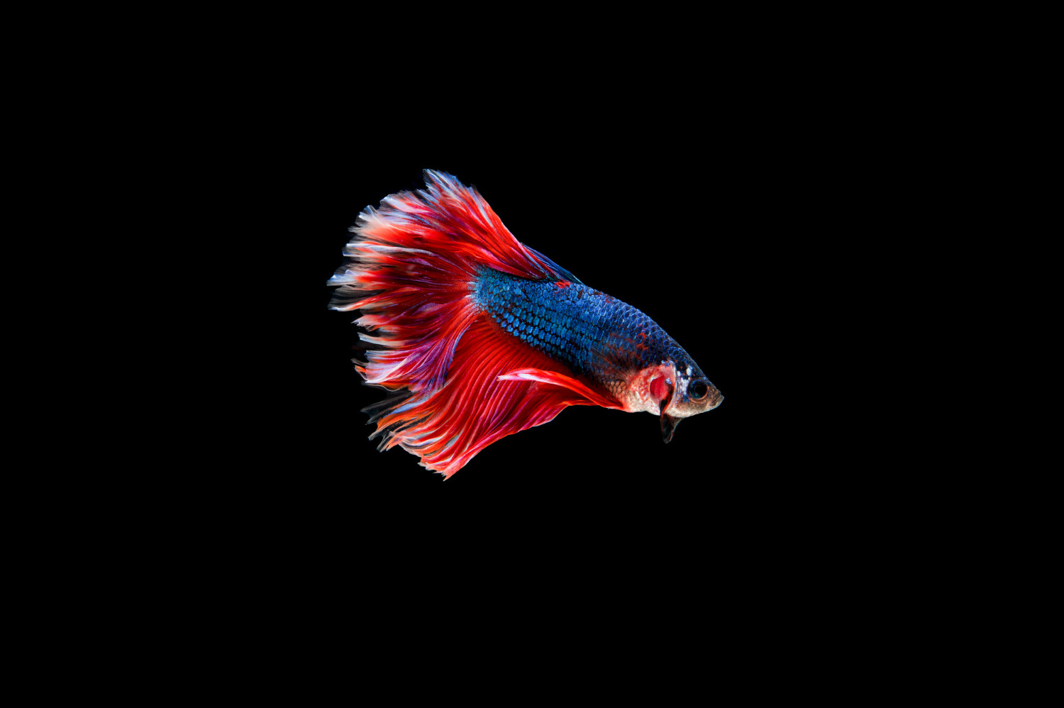 Clamped Fins Betta