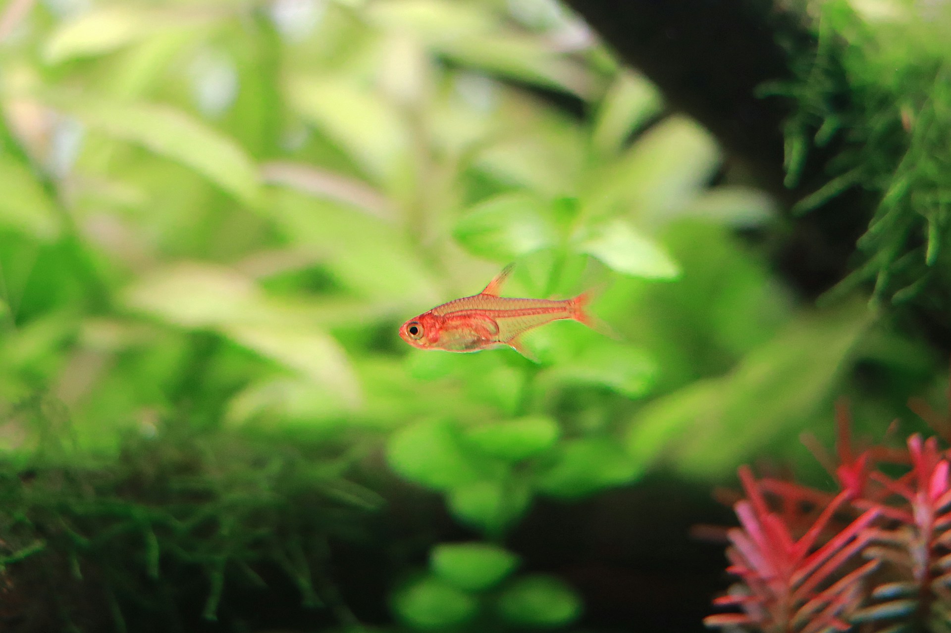 Tall aquarium plants