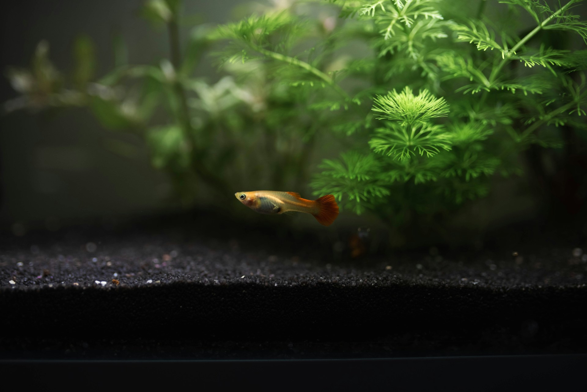 Variegated Goldfish Plant