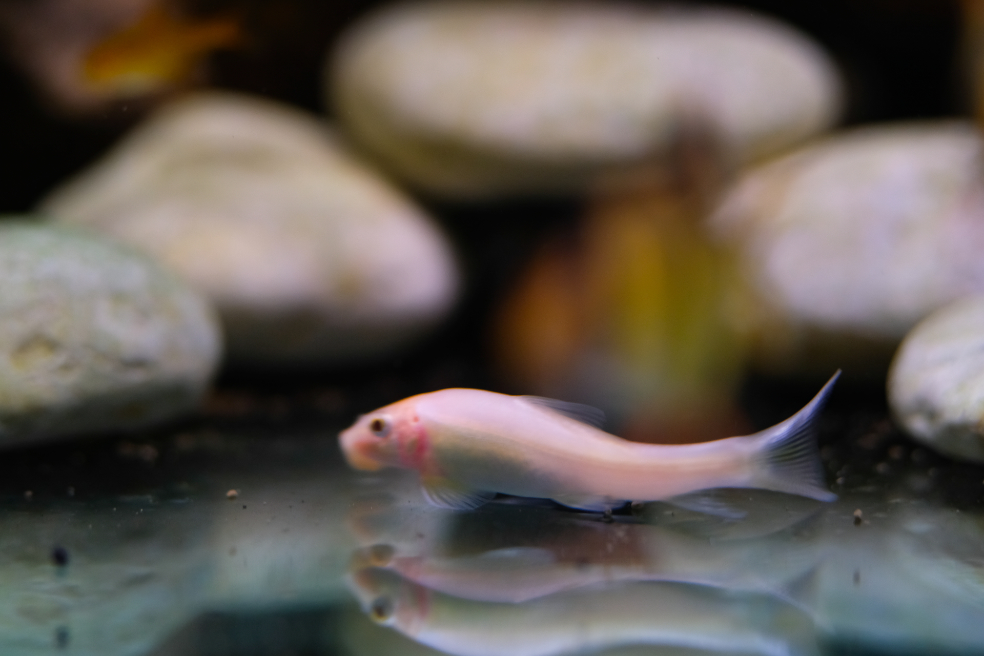 Goldfish Pond