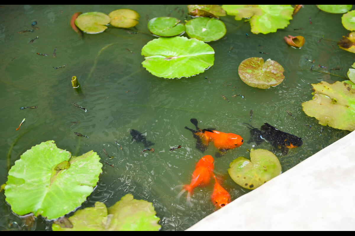 Goldfish Pond Ideas