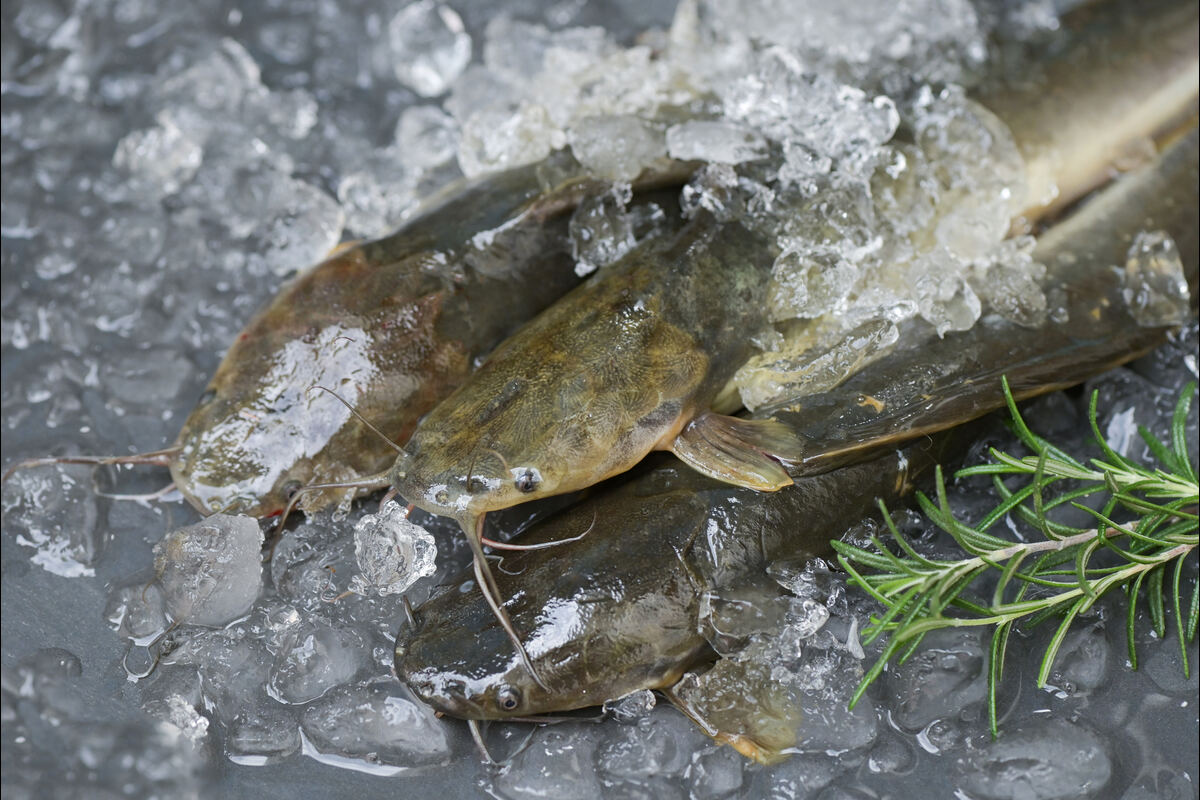 Catfish With Goldfish