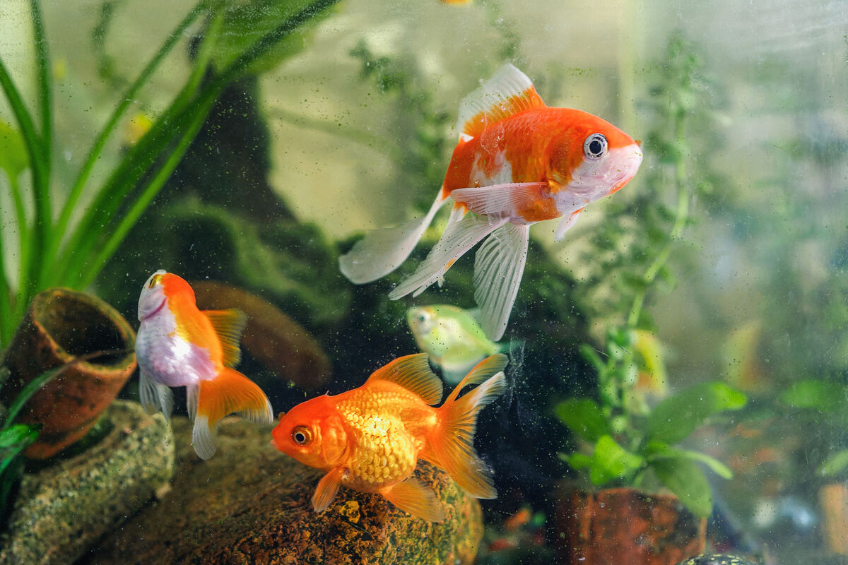 The Fourteenth Goldfish Discussion Questions