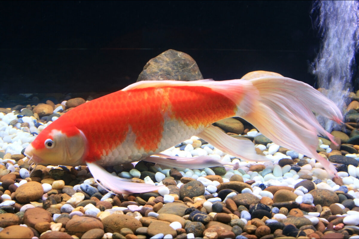 Should I Turn My Goldfish Light Off At Night