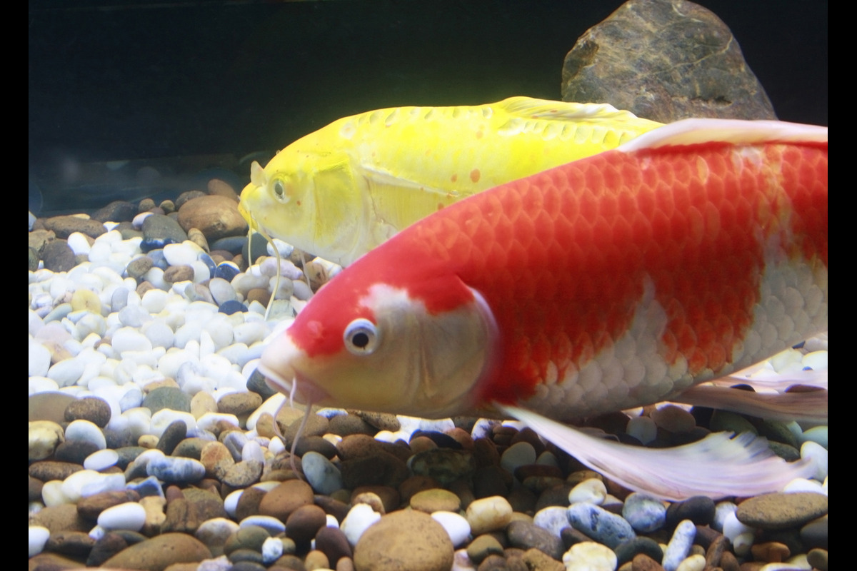 How Old Do You Have To Be To Buy A Goldfish