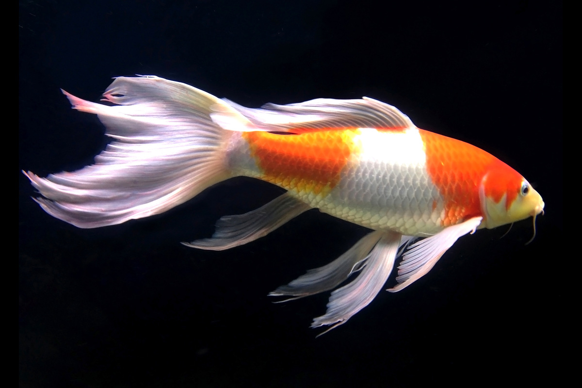 Are Goldfish Bony Fish