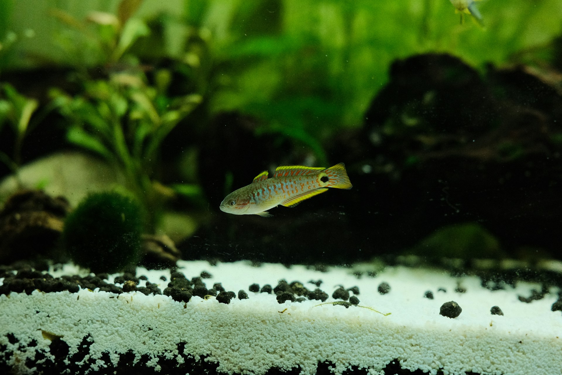 Explore common aquarium plants like Anubias, Java Fern, and Bucephalandra. Learn setup, care, and planting tips to create a healthy, vibrant goldfish tank.