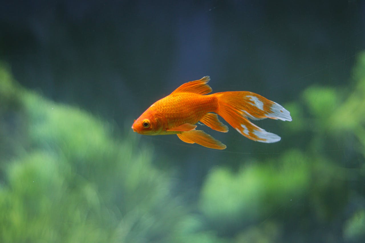 Red Dots On Goldfish