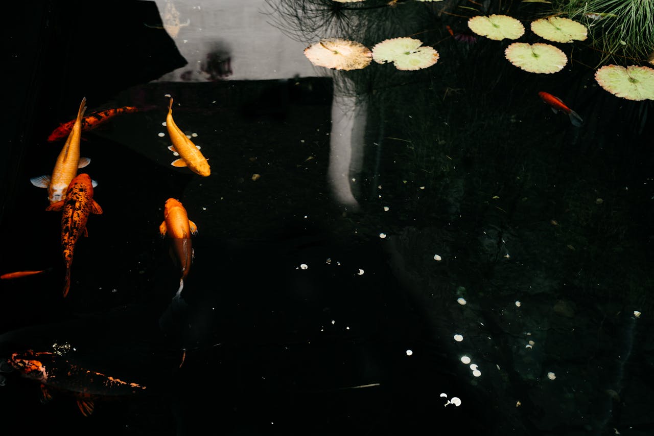 Can Goldfish Survive In A Pond Without A Pump