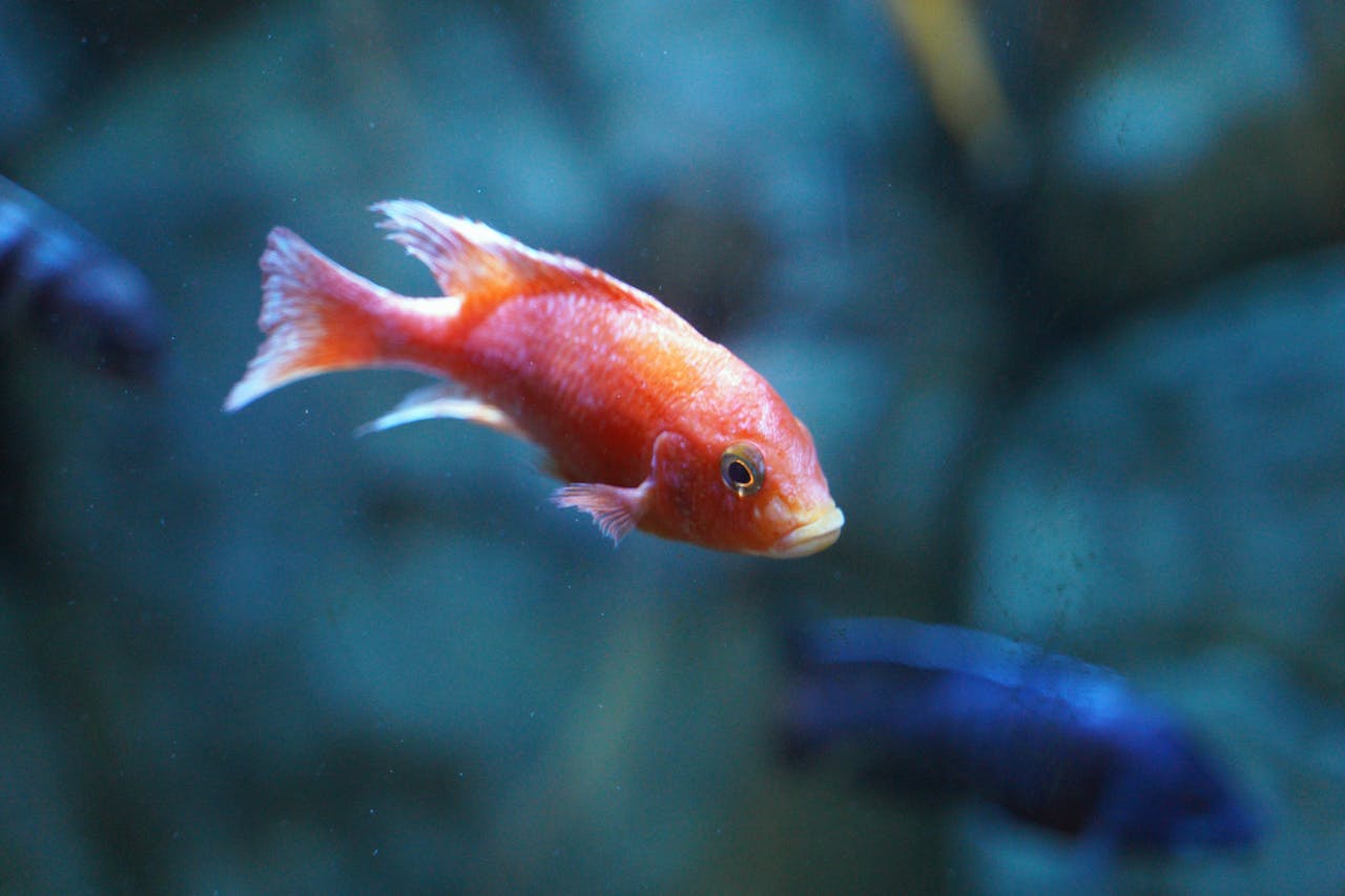 Signs Of Sick Goldfish