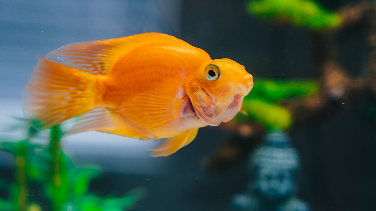 How Many Goldfish In A Pond