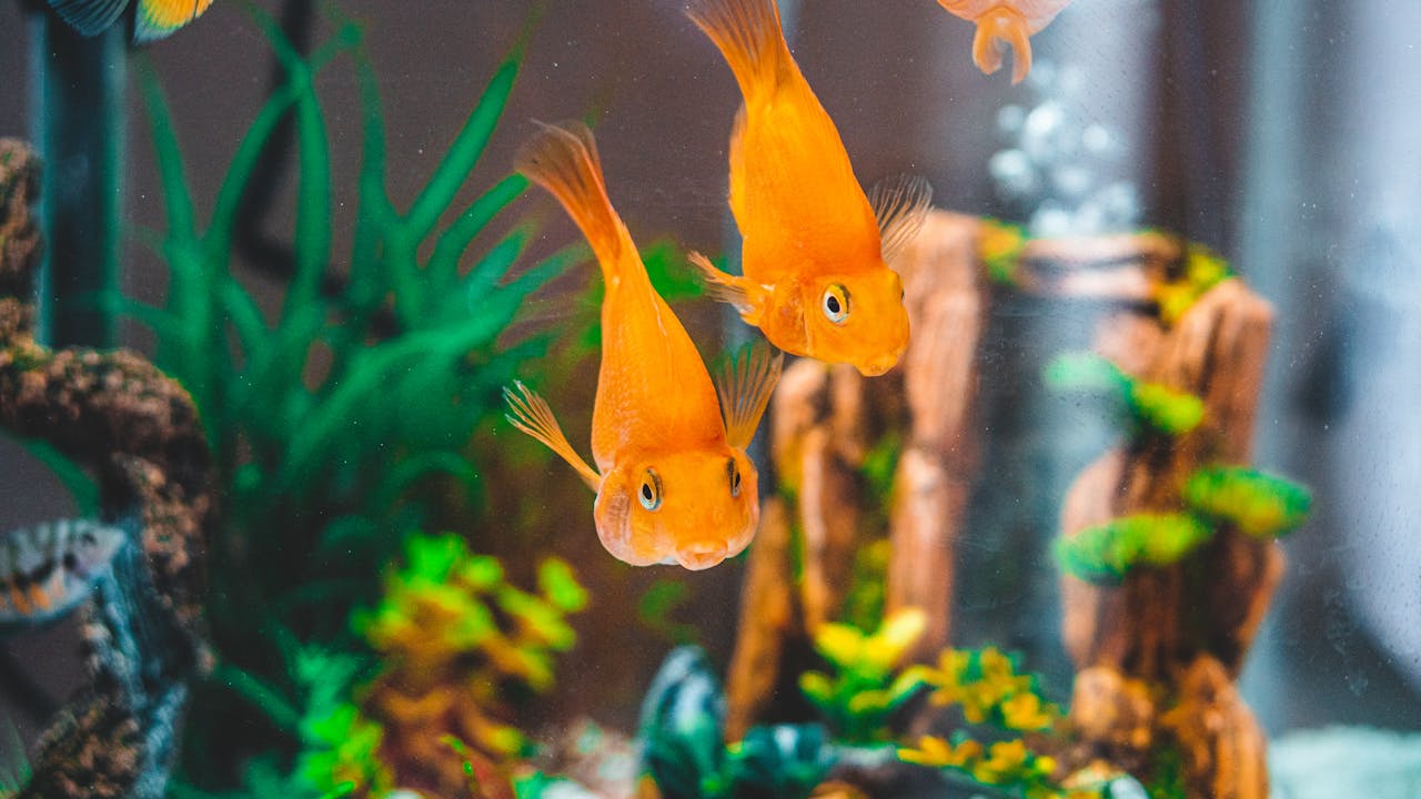 Best Goldfish For Ponds