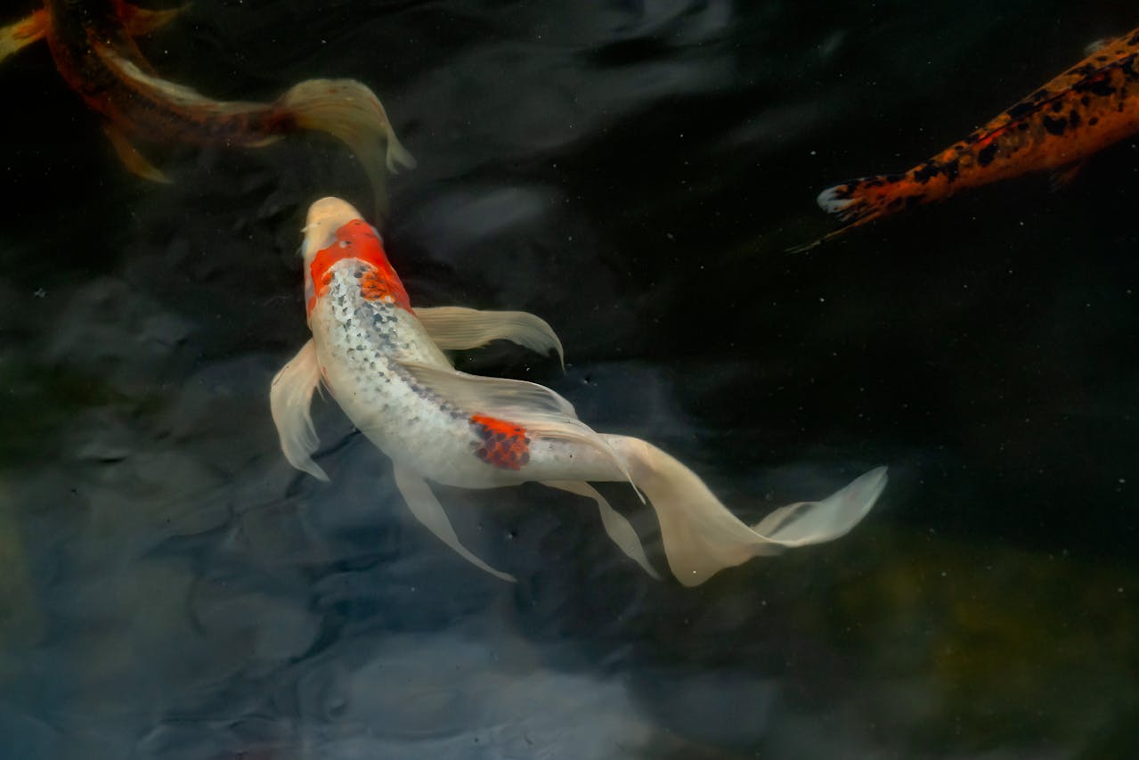 Goldfish Dying In Outdoor Pond