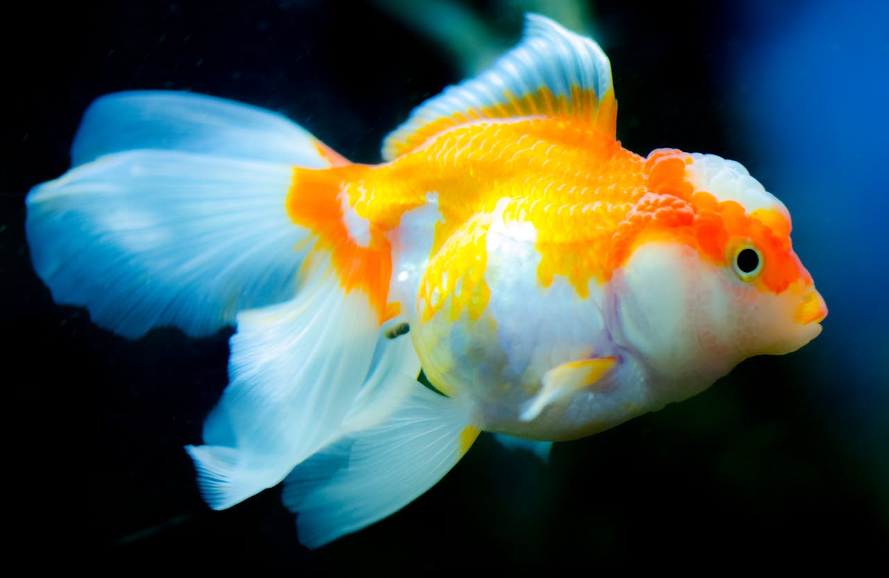 Tumor Goldfish