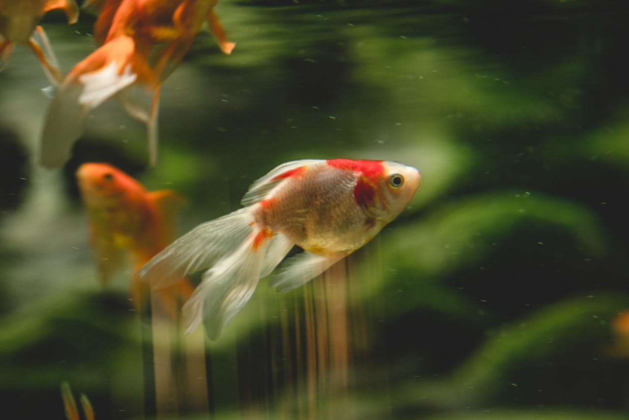 Goldfish Staying In One Spot