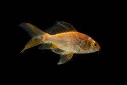 Goldfish Tail