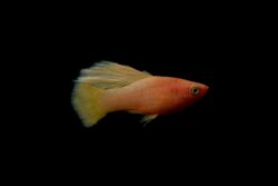 Goldfish Lips