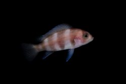 Warts On Goldfish