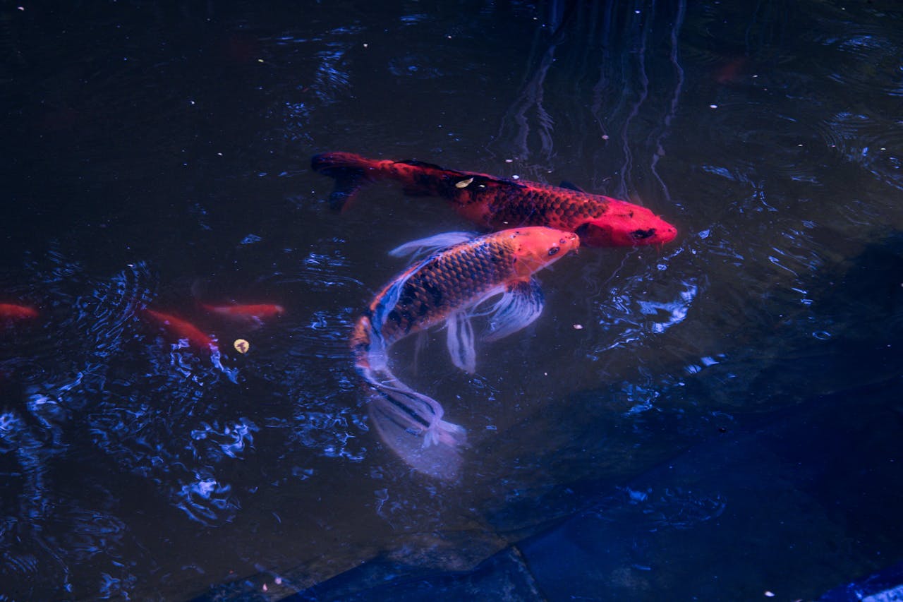 Backyard Pond Fish