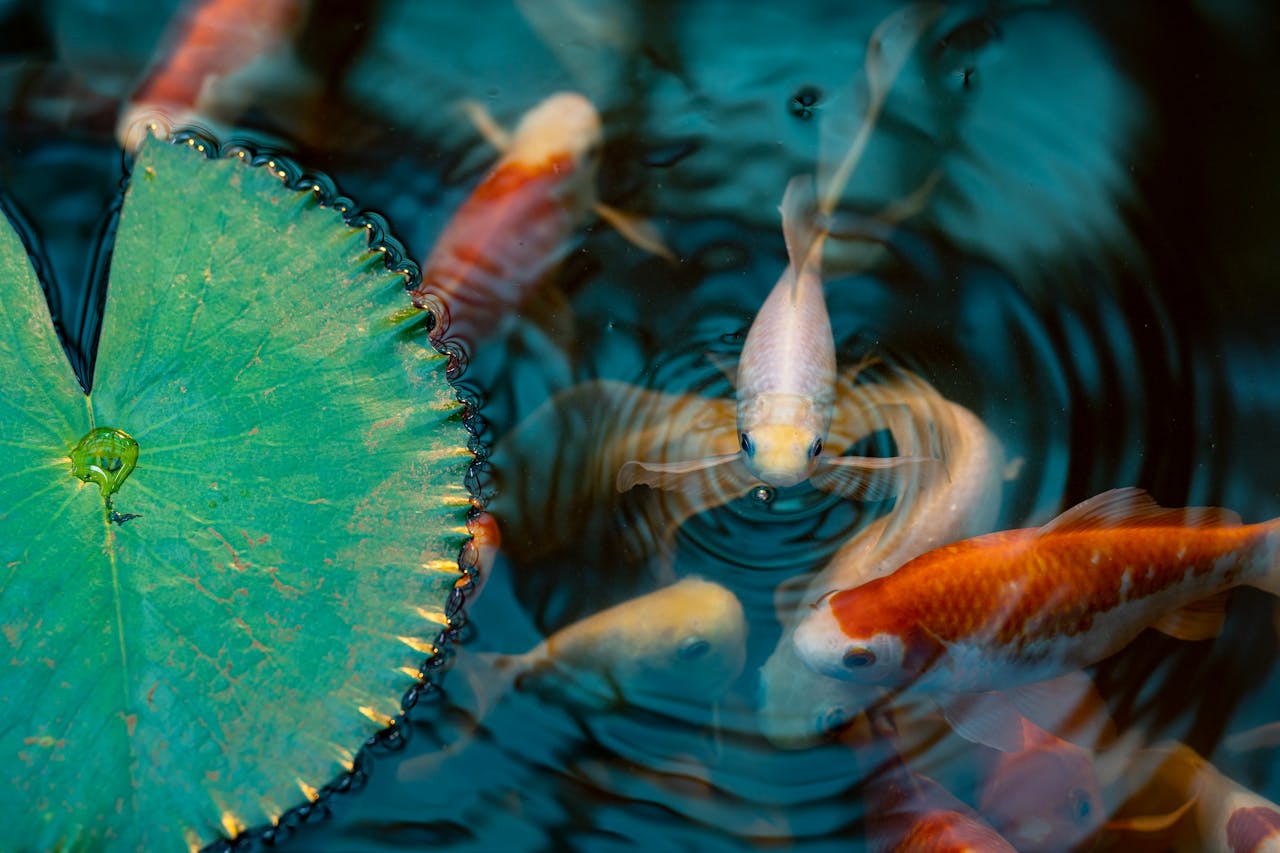Goldfish in Vase With Plant