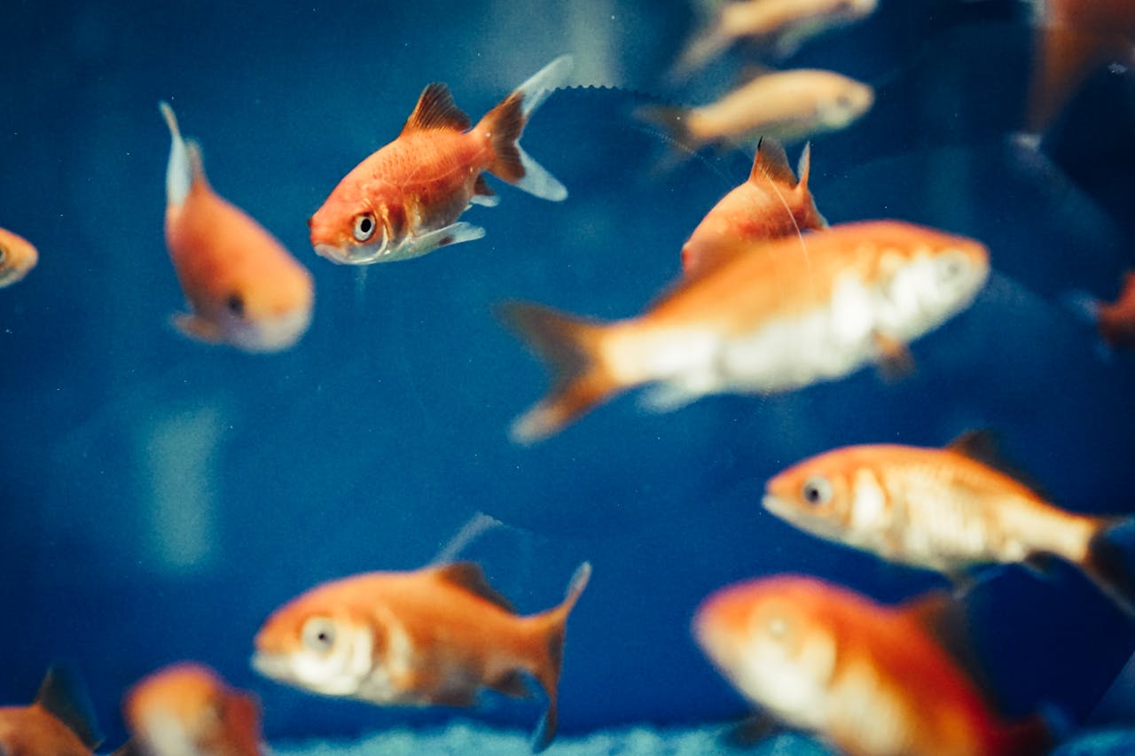 200 Goldfish Brain Twister