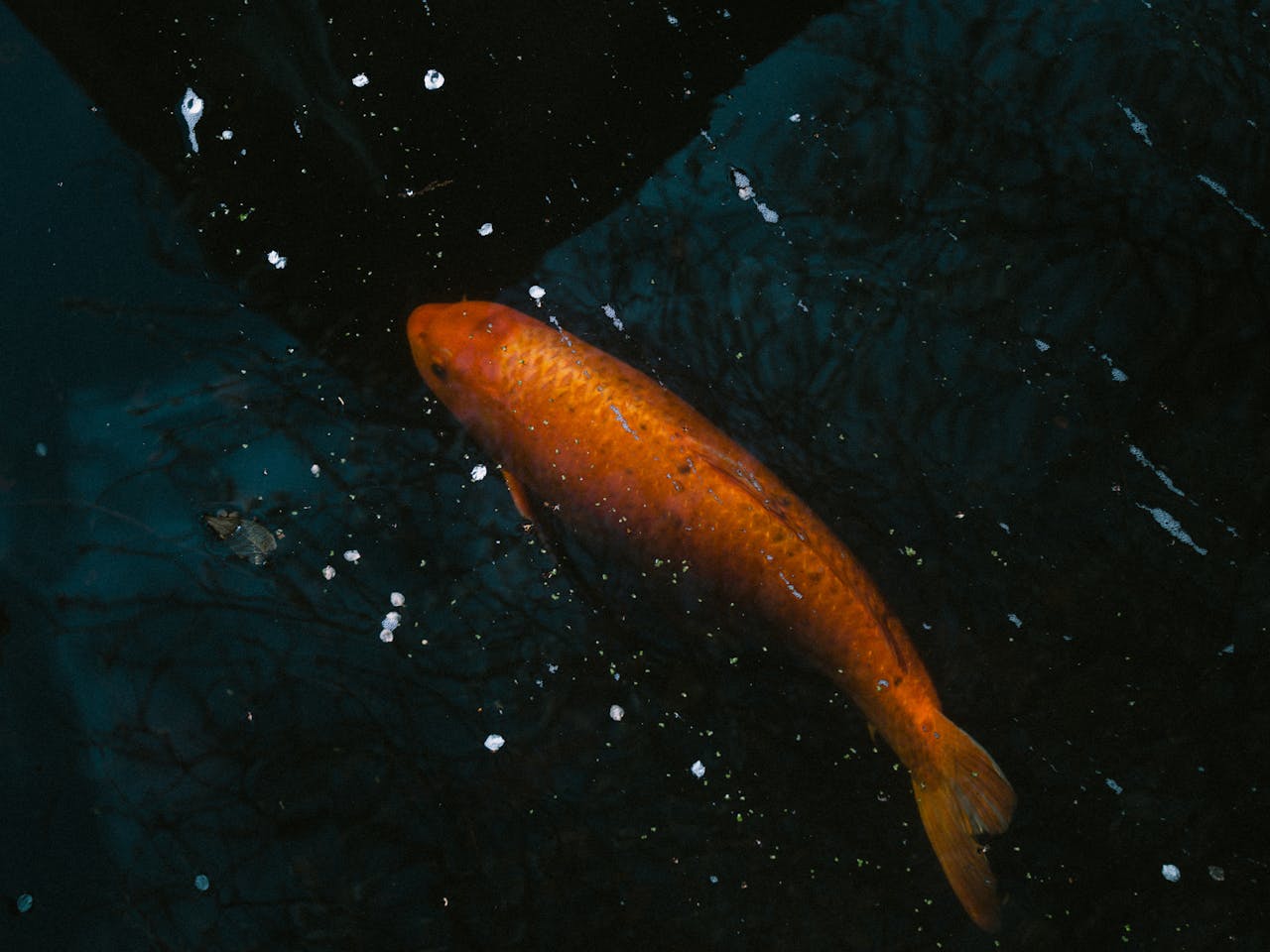Bloated Goldfish In Pond