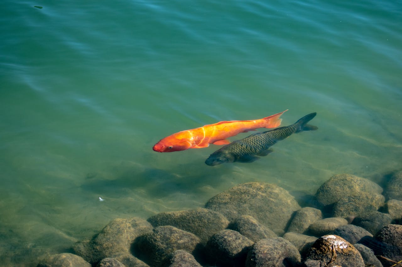 Goldfish Bent In U Shape