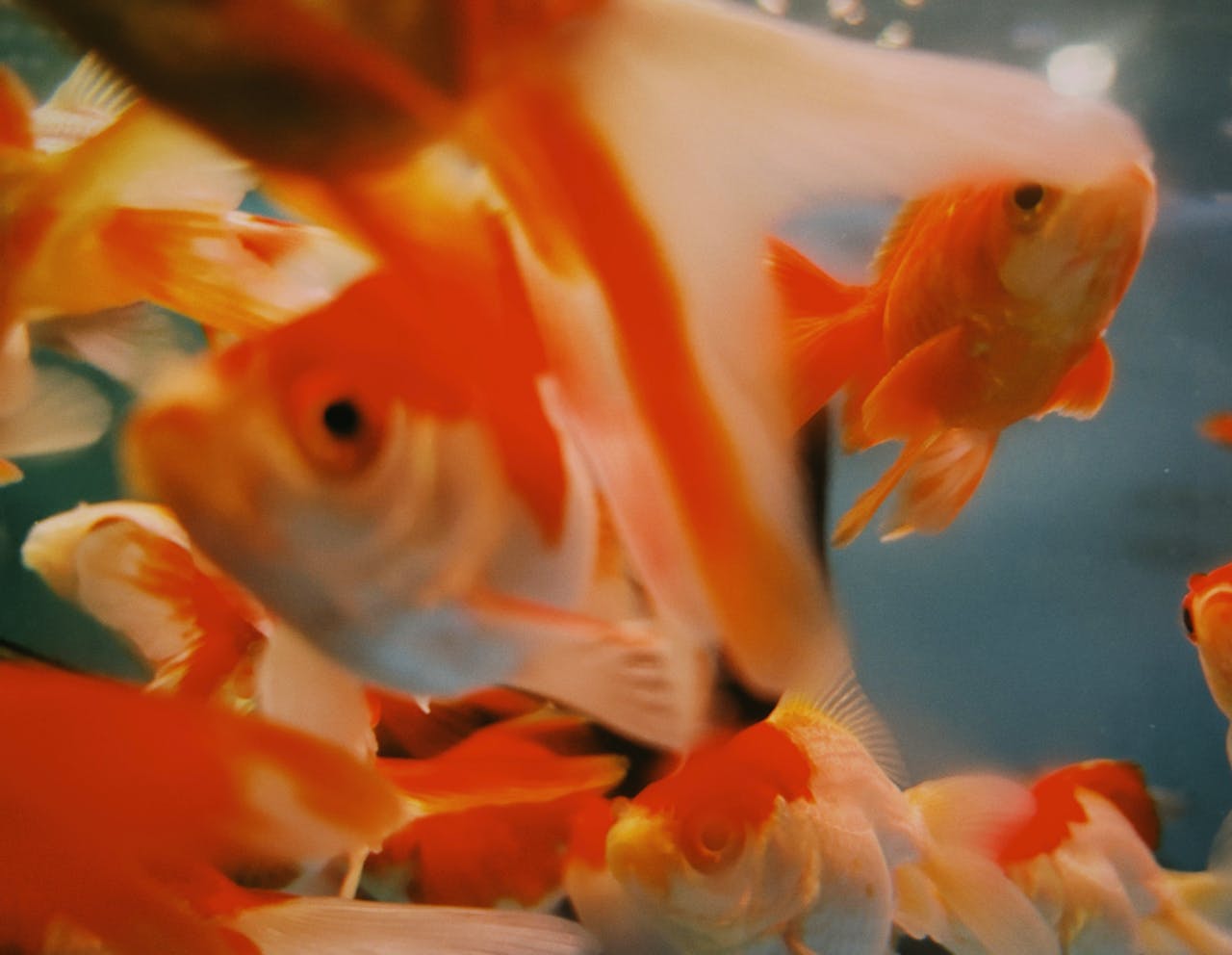 Why Is Goldfish The Most Common Aquarium Fish?