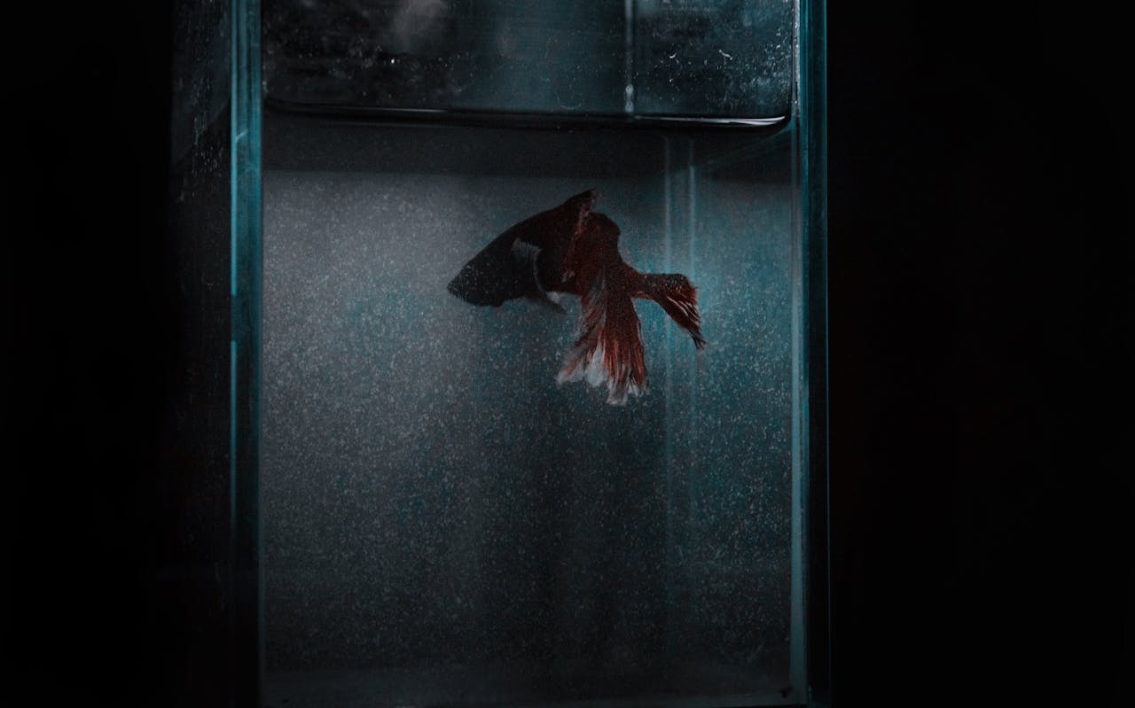 Goldfish New Tank Syndrome