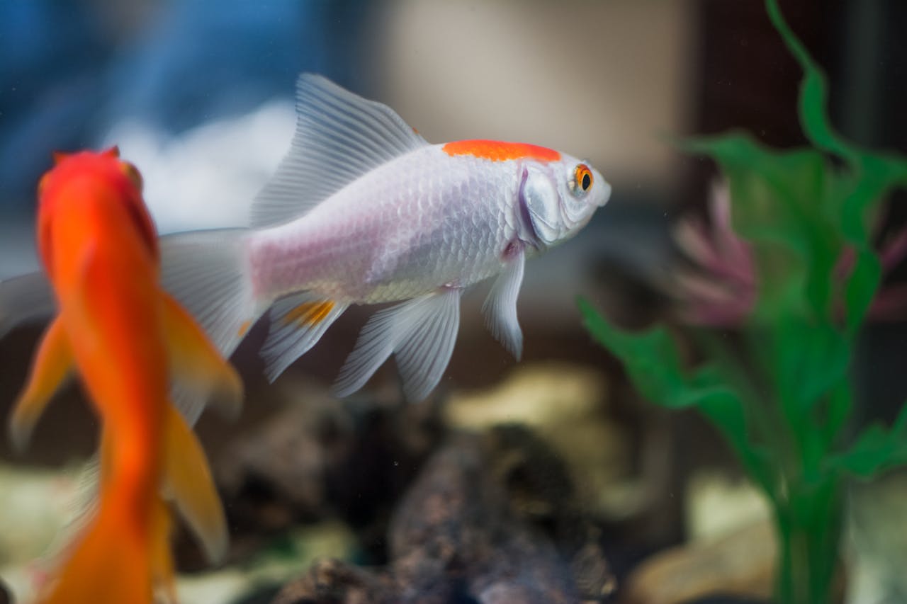 Goldfish Bowl with Plants