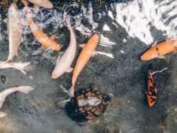 Do Goldfish Have Lungs