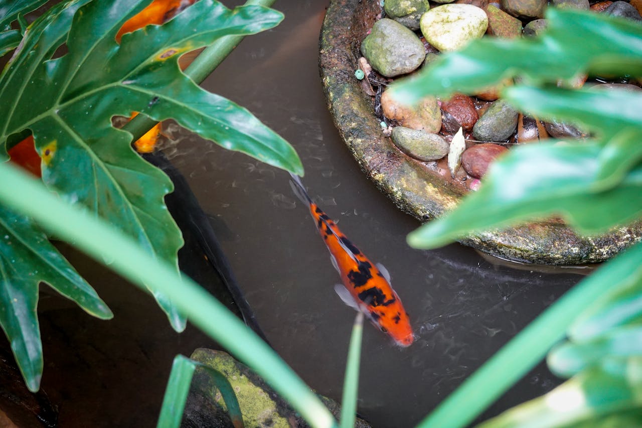 Indoor Goldfish Pond