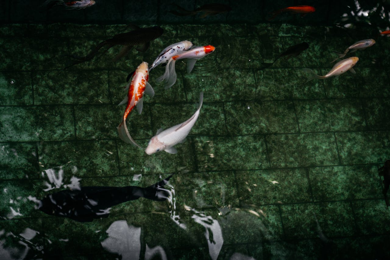 Goldfish Pond Lynn
