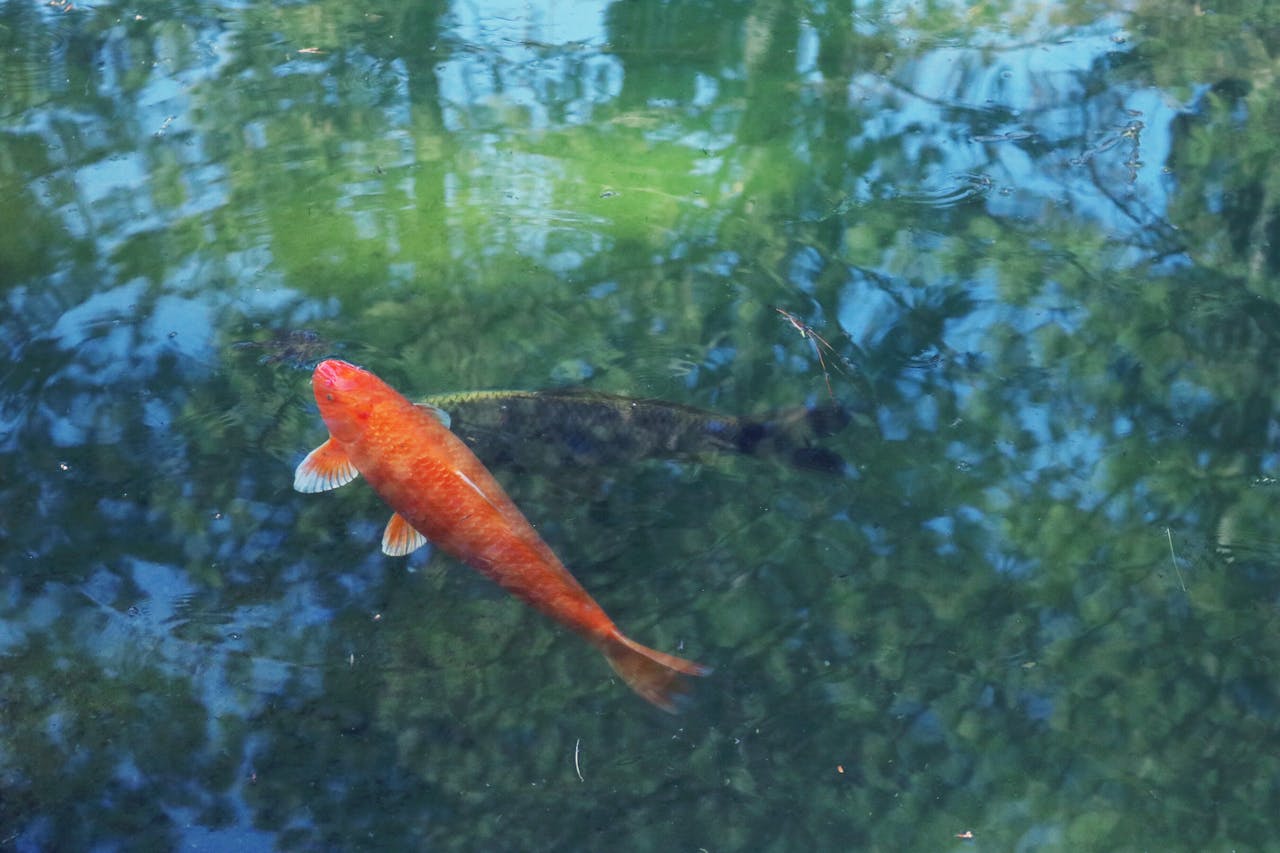 Goldfish Bent Tail