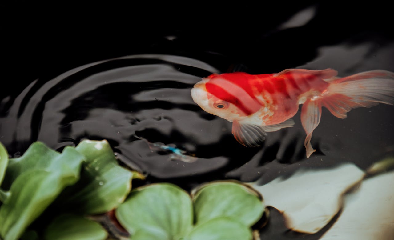 How Deep Does A Goldfish Pond Need To Be